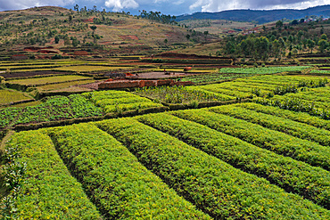 Vegetable cultivation and brick making on the rice fields, National Route RN7 between Antsirabe and Antananarivo, Madagascar, Africa