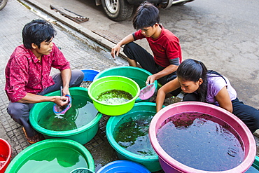 Pet fish vendors, Phnom Penh, Cambodia, Indochina, Southeast Asia, Asia