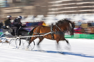 Sleigh race, Quebec Winter Carnival, Quebec City, Quebec, Canada, North America