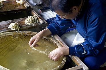 Separating mulberry fibers for making Japanese washi paper at the Echizen Washi No Sato village in Fukui, Japan, Asia