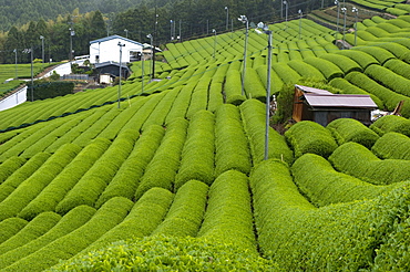 Rows of green tea bushes growing on the Makinohara tea plantations in Shizuoka, Japan