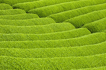 Rows of green tea bushes growing on the Makinohara tea plantations in Shizuoka, Japan