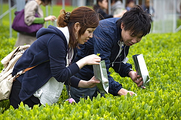 Visitors to the Makinohara tea fields hand picking their own green tea leaves, Shizuoka, Japan, Asia