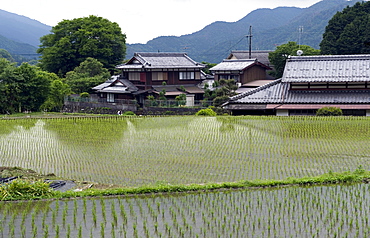 Newly planted rice seedlings in a flooded rice paddy in the rural Ohara village of Kyoto, Japan, Asia