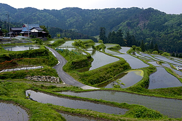 Flooded rice paddy terraces in early spring in mountain village of Hata, Takashima, Shiga, Japan, Asia