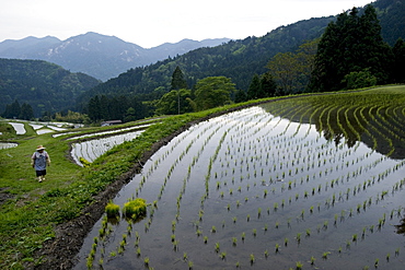 Farmer tending to rice paddy terraces in early spring in mountain village of Hata, Takashima, Shiga, Japan, Asia