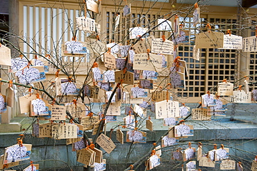 Wooden tablets called ema with messages to god hanging on a tree at a Japanese Shinto shrine, Japan, Asia