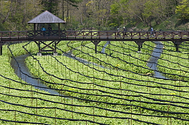 Japanese horseradish plants (wasabi), growing at the Daio Wasabi Farm in Hotaka, Nagano, Japan