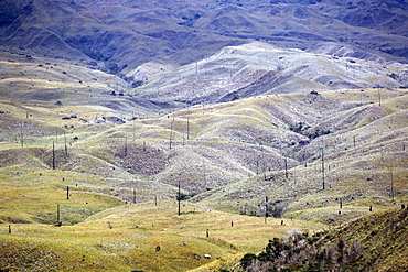 Aerial image of skeleton forest, damaged by forest fire, on La Gran Sabana, Canaima National Park, UNESCO World Heritage Site, Bolivar State, Venezuela, South America