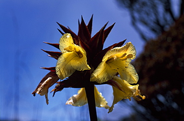 Orectanthe sceptrum, summit of Mount Roraima, Venezuela, South America