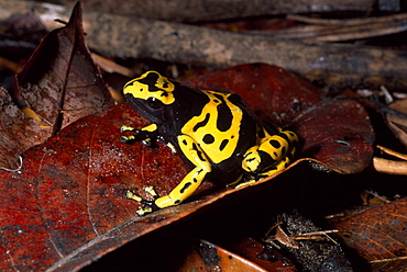 Dendrobatid poison dart Frog (Dendrobates leucomelas), Venezuela, South America