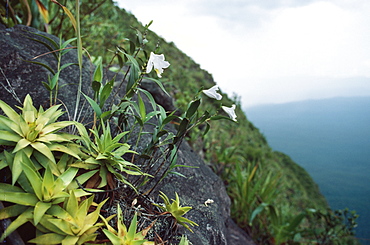 Cerro Autana, endemic white orchid (Orchidaceae), Amazonas territory, Venezuela, South America