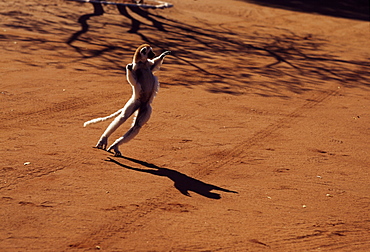 Verreaux's Sifaka (Propithecus verreauxi), hopping on ground, Berenty Reserve, Southern Madagascar, Africa