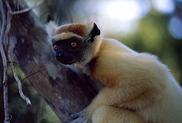 Golden-crowned Sifaka (Propithecus tattersalli), an endangered species, on tree, Daraina, Northern Madagascar, Africa