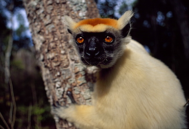 Golden-crowned Sifaka (Propithecus tattersalli), an endangered species, on tree, Daraina, Northern Madagascar, Africa