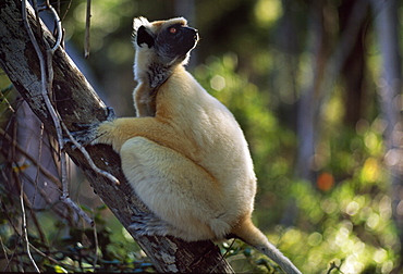 Golden-crowned Sifaka (Propithecus tattersalli), an endangered species, on tree, Daraina, Northern Madagascar, Africa