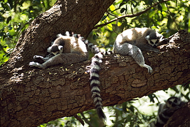 Ring-tailed Lemurs (Lemur catta) resting on tree, Berenty, Southern Madagascar, Africa