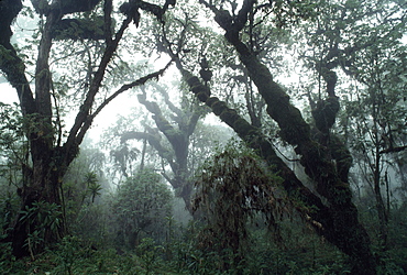 Hagenia (Hagenia abyssinica) Forest, Mountain Gorilla Habitat, Virunga Volcanoes, Rwanda, Africa