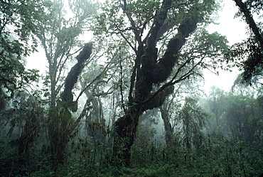 Hagenia (Hagenia abyssinica) Forest, Mountain Gorilla Habitat, Virunga Volcanoes, Rwanda, Africa