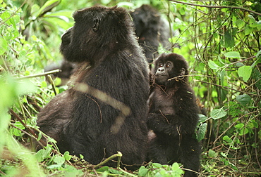 Female Mountain Gorillas (Gorilla g. beringei) with infant, Virunga Volcanoes, Rwanda, Africa