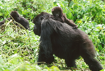 Female Mountain Gorillas (Gorilla g. beringei) with infant on back, Virunga Volcanoes, Rwanda, Africa