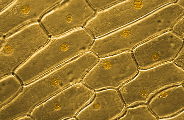 Light Micrograph (LM) of onion skin cells, magnification x 600