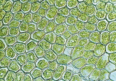 Light Micrograph (LM) of the cellular structure of the non-vascular plant liverwort (Hepatica) showing chloroplasts and oil bodies, magnification x1200