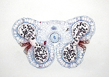 Light Micrograph (LM) of the transverse section of Lilium anthers with mature pollen, magnification x15