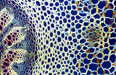 Light Micrograph (LM) of a transverse section of a stem of Clubmoss (Lycopodium sp.), magnification x 600