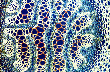 Light Micrograph (LM) of a transverse section of a stem of Clubmoss (Lycopodium sp.), magnification x 600
