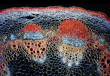 Light Micrograph (LM) of a transverse section of a stem showing vascular bundle, cortex and epidermis of Jerusalem artichoke (Helianthus tuberosus), magnification x 600