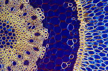 Light Micrograph (LM) of a transverse section of an aerial root of Orchid (Dendrobium sp.), magnification x600