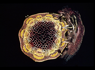 Light Micrograph (LM) of a transverse section of a stem of Clover (Trifolium sp.) with an unidentified parasite attached