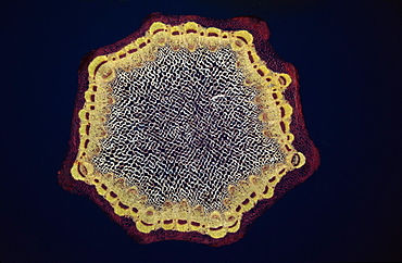 Light Micrograph (LM) of a transverse section of a Dandelion stem (Taraxacum officinale), magnification x24