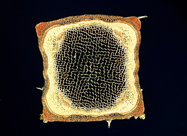 Light Micrograph (LM) of a transverse section of a stem of a Hedge Woundwort plant (Stachys sylvatica), magnification x60