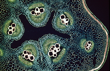 Light Micrograph (LM) of a transverse section of a stem of a Marrow (Cucurbita sp.), magnification x12