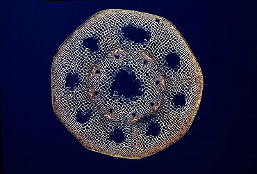 Light Micrograph (LM) of a transverse section of a stem of a Horsetail Fern (Equisetum sp.)