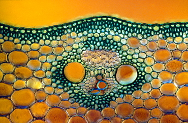 Light Micrograph (LM) of a transverse section of a Maize stem (Zea sp.) showing vascular bundle, cortex and epidermis, magnification x600