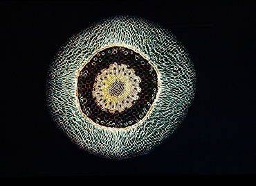 Light Micrograph (LM) of a transverse section of an aerial root of Orchid (Dendrobium sp.), magnification x 30