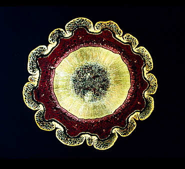 Light Micrograph (LM) of the transverse section of a stem of Norway Pine (Abies Excelsa) showing the resin passages, magnification x24