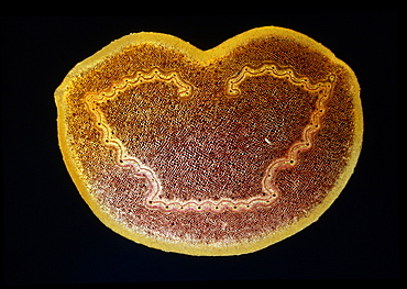 Light Micrograph (LM) of a transverse section of a stem of a Tree Fern (Dicksonia antarctica), magnification x9