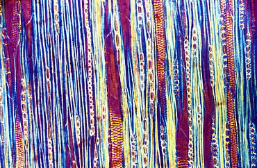 Light Micrograph (LM) of a longitudinal section showing xylem elements of a Ribes sp. stem, magnification x600