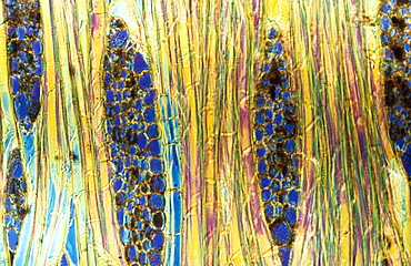 Light Micrograph (LM) of a longitudinal section showing xylem elements of Mahogany wood (Pinus sylvestris), magnification x600