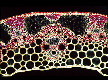 Light Micrograph (LM) of a transverse section of a straw of Wheat showing vascular bundle, cortex and epidermis, magnification x1200