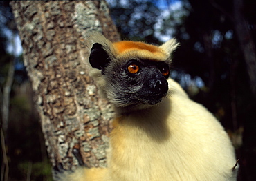 Golden-crowned Sifaka (Propithecus tattersalli), an endangered species, on tree, Daraina, Northern Madagascar, Africa