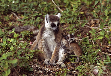 Ring-tailed Lemurs (Lemur catta) mother with baby sitting on forest floor, Berenty, Southern Madagascar, Africa