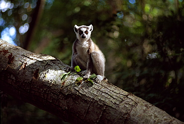 Ring-tailed Lemur (Lemur catta) on tree, Berenty, Southern Madagascar, Africa