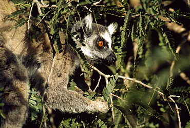 Ring-tailed Lemur (Lemur catta) feeding on tamarind, Berenty, Southern Madagascar, Africa