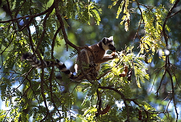 Ring-tailed Lemur (Lemur catta) feeding on tamarind, Berenty, Southern Madagascar, Africa