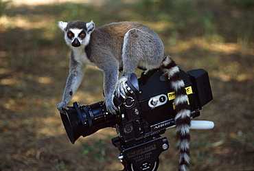 Ring-tailed Lemur (Lemur catta) on camera, Berenty, Southern Madagascar, Africa